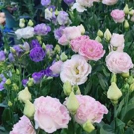 Lisianthus Seeds, Pack of 100 Mixed Color Eustoma Grandiflorum Seeds, Flower Seeds for Planting