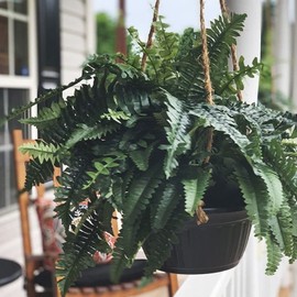 One 25 Inch Long Silk Artificial Boston Fern Bush with a 40 Inch Spread from Tip to Tip When Spread Out from The Middle. 48 Branches