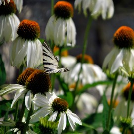 Outsidepride 1000 Seeds Perennial Echinacea White Swan Coneflower Wild Flower Seeds for Planting