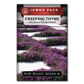 Sow Right Seeds - Bulk Creeping Thyme Seeds for Planting - 2.5 Grams, 18500 Seeds - Non-GMO Heirloom Jumbo Pack with Instructions - Purple Lawn Alternative - Bountiful Herb for Filling Garden Beds