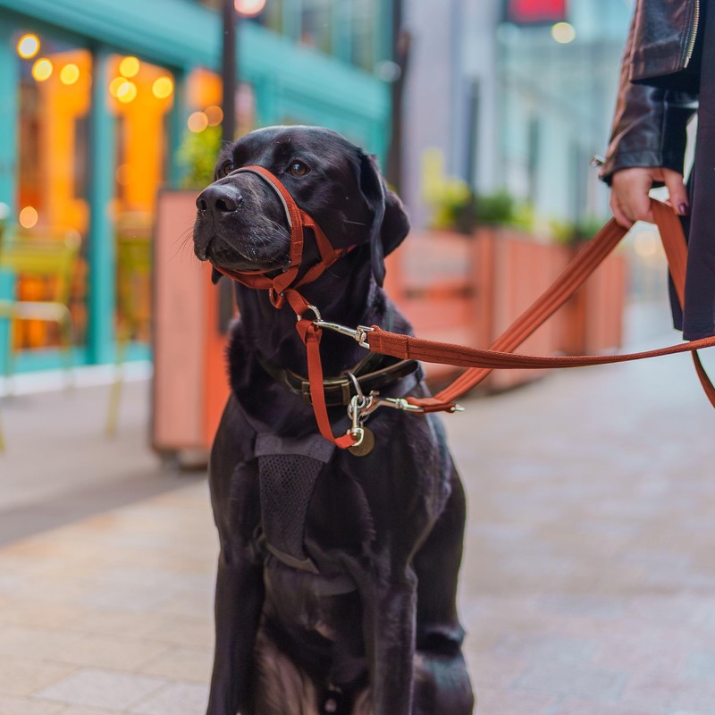 HALTI Headcollar - To Stop Your Dog Pulling on the