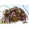 Topiary Art Works 20" (Inside Diameter) Sphagnum Moss Hanging Basket