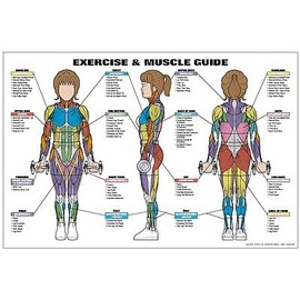 Fitnus Chart Series Exercise and Muscle Guide (Female)