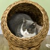 PawHut Handwoven Elevated Cat Bed with Soft Cushion & Egg