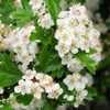Organic hawthorn tea, organic hawthorn leaves with blossoms, hawthorn from