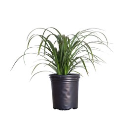 Plants by Mail Super Blue Liriope (2.5 Quart) Ornamental Grass with Blue-Green Foliage with Lavender Bloom Spikes in Summer - Live Full Sun to Part Shade Outdoor Plant, 2.5 qt