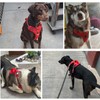 SlowTon No Pull Dog Harness, Heavy Duty No Choke Pet