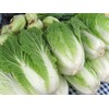 CEMEHA SEEDS - Seeds Napa Cabbage Peking Chinese Green Giant