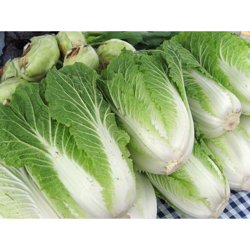 CEMEHA SEEDS - Seeds Napa Cabbage Peking Chinese Green Giant