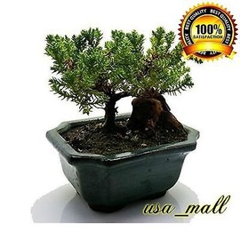 Bonsai Tree Zen Juniper Little Live Nature Japanese Pot Indoor Plant Desk Xmas