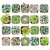 Shop Succulents Mixed Succulent Plant Pack 2" Grow Pot Pack