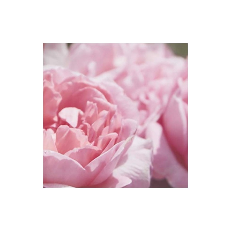 Jurlique Rose Hand Cream