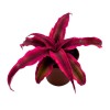 Florida House Plants Cryptanthus Bivittatus, 2 inch, Red Star Bromeliad,