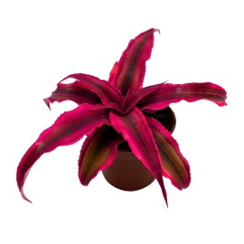 Florida House Plants Cryptanthus Bivittatus, 2 inch, Red Star Bromeliad, Tiny Mini Pixie Plant, Brigh