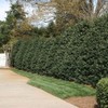 Ilex Nellie R. Stevens Holly | 3 Large Gallon Size