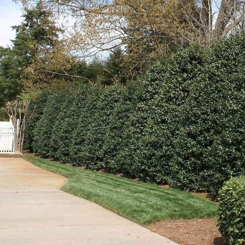 Ilex Nellie R. Stevens Holly | 3 Large Gallon Size