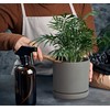 D'vine Dev 6 Inch & 8 Inch Ceramic Planter Pots
