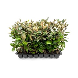 Elaeagnus Pungens I 20 Live Plants I Thorny Olive I Hardy Evergreen Shrub with Fragrant Blooms, Perfect for Hedges, Screening & Ornamental Garden Display