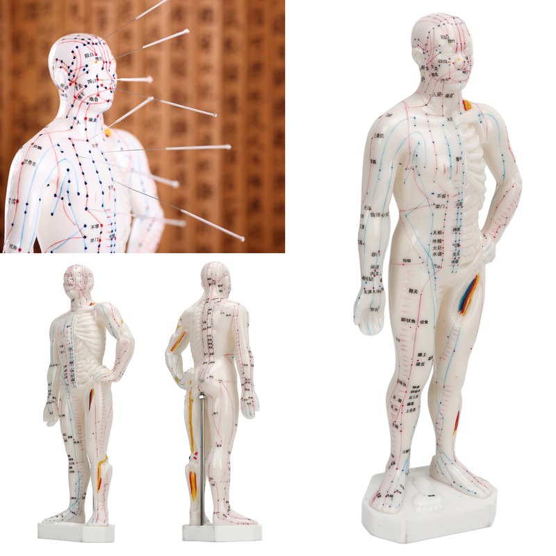 Human Body Acupuncture Model Professional Portable Meridian Points Model for