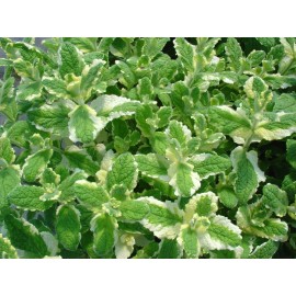 PINEAPPLE MINT  *  1000 SEEDS * RARE  * HERB * MEDICINAL * AROMA *