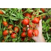 Mutti Tomato Puree with Basil (Passata con Basilico), 24.5 oz. | 6 Pack | Italy’s