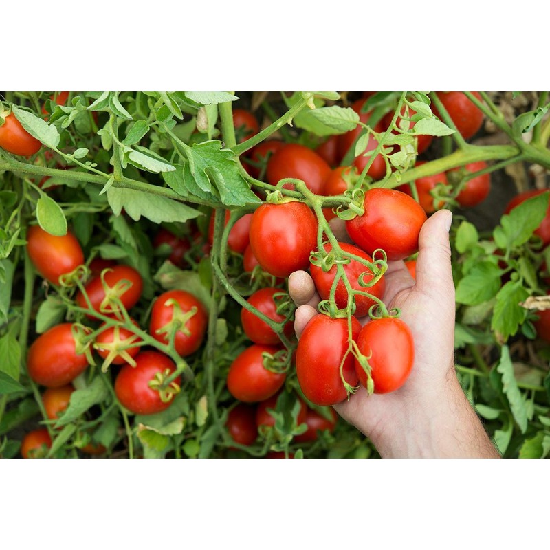 Mutti Tomato Puree with Basil (Passata con Basilico), 24.5 oz. | 6 Pack | Italy’s