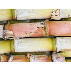 Unbranded 4 FRESH CUT SUGAR CANE STICKS GREEN OR PURPLE NON GMO FREE SHIPPING