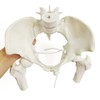 NEW HORIZON Female Pelvis Skeleton On Elastic with Movable Femur
