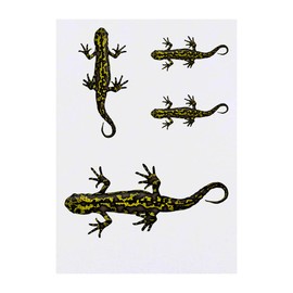 Azeeda 4 x 'Salamander' Temporäre Tattoos - Wasserfest, Hautfreundlich & Ungiftig · Transfers in Verschiedenen Größen (TO00050879)