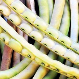 TomorrowSeeds - Top Pick Cream Pea Seeds - 150+ Count - for 2025 Planting Non-GMO Heirloom USA Vegetable Cowpea Black Eyed White Field Pea Crowder Cover Crop Green Bean Grow Your Own Home Farm Patio