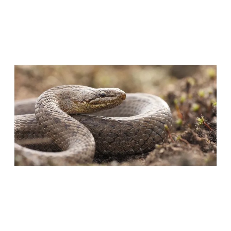 Aceite De Vibora Puro Y Natural 3 Frascos 180ml