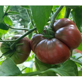 Earthcare Seeds Tomato Black Krim 50 Seeds Indeterminate Beefsteak (Solanum lycopersicum) Heirloom