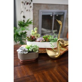 The HC Companies 5.5 Inch Sorrento Succulent Pot - Lightweight Indoor Plastic Succulent Planter with Drainage, Artisan Taupe (Pack of 2)