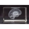 Brain 3D Laser 1lb Crystal with Brain Sticky Notepad, Anatomy,