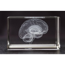 Brain 3D Laser 1lb Crystal with Brain Sticky Notepad, Anatomy, Neurology, Mind