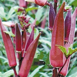 Red Burgundy Okra 10 - 8000 Seeds Heirloom Rare Delicious Beautiful Color Unique (50)