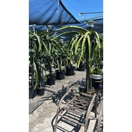 Cactus 4 Dragon Fruit cuttings 8-12” inches long ** FREE SHIPPING  *** Read Description