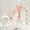 COCORRÍNA Reed Diffuser Sticks - Reed Diffuser Sticks Preserved Flowers,
