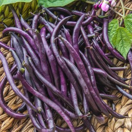 TomorrowSeeds Royal Burgundy Bean Seeds | NON GMO Purple Green Beans Vegetable Seed 2025 - 30+ Count