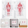 ULTECHNOVO Anatomical Poster - Learning Muscular System Anatomical Poster -