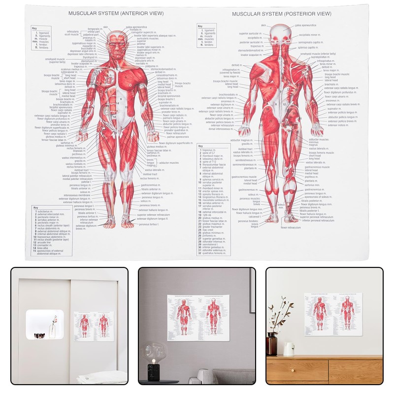 ULTECHNOVO Anatomical Poster - Learning Muscular System Anatomical Poster -