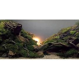 AWERT River Bed & Lake Aquarium Background Sunshine Aquatic Plant Fish Tank Background Vinyl 48x20 inches