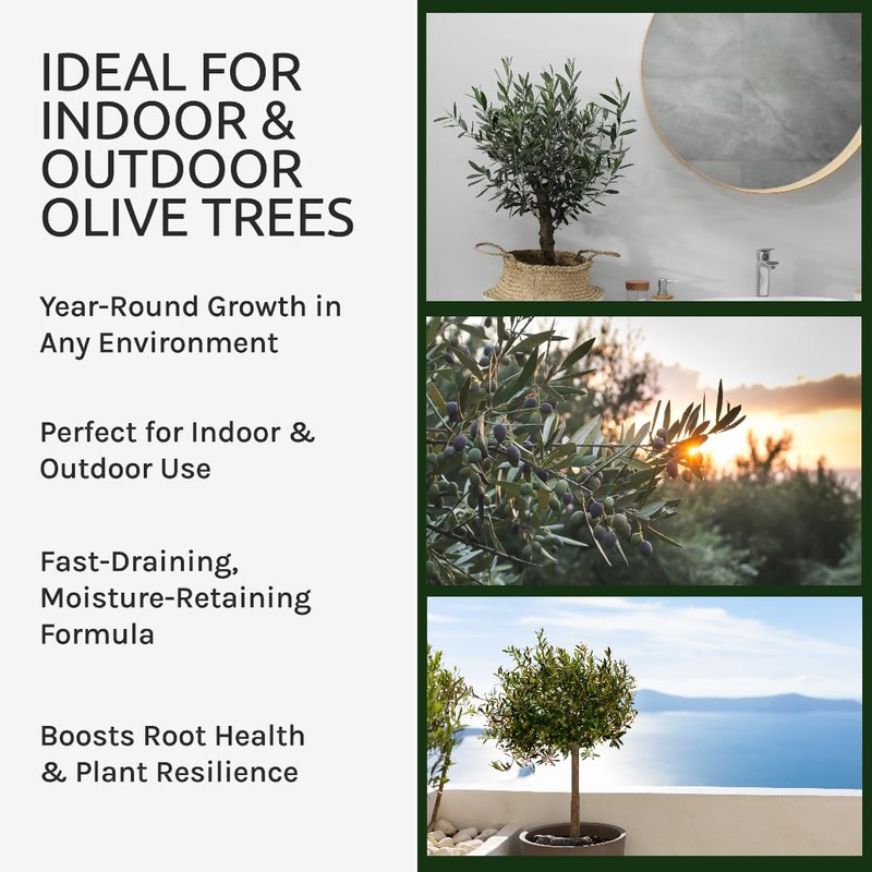 GARDENWISE Organic Olive Tree Potting Mix  Fast-Draining, Nutrient-Rich  Soil for Indoor & Outdoor Olive Trees  Mediterranean Plant Care   Long-Lasting Formula (2 QUARTS) - ibspot.com