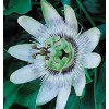 Hazzard's Seeds Passiflora caerulea    1,000 seeds