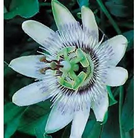Hazzard's Seeds Passiflora caerulea    1,000 seeds
