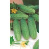 Seeds4planting - Seeds Rare Cucumber Titus F1 45 Days Vine