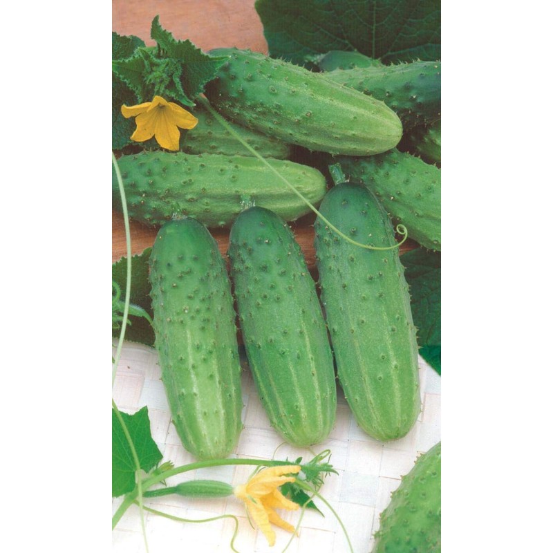 Seeds4planting - Seeds Rare Cucumber Titus F1 45 Days Vine