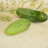 Boston Pickling Cucumber - 25 Seeds