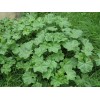 Common Mallow (Malva Neglecta) Seeds