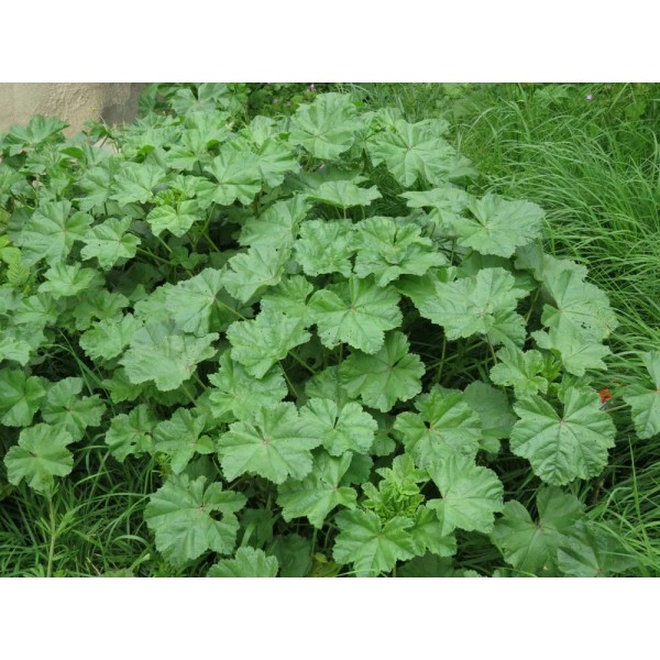 Common Mallow (Malva Neglecta) Seeds